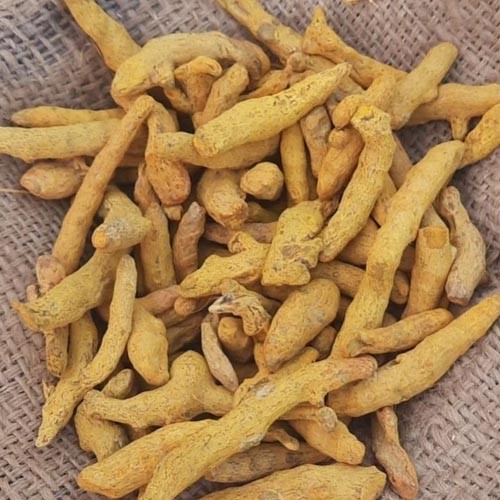 Organic Raw Turmeric Fingers 1Kg Exporter in Burhanpur MP